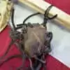 Native American Indian Ancient Bone Tomahawk