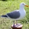 Mouette Posee Sur Une Bitte D Amarrage Aux Abords Du Ponton