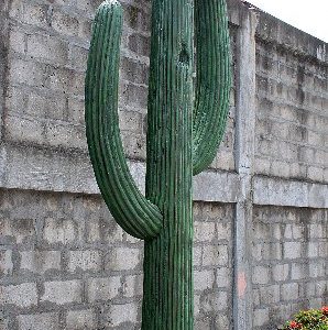 Cactus 4m Su W08 1
