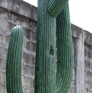 Cactus 4m Su W08 2