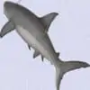 Grand Requin Blanc A Suspendre