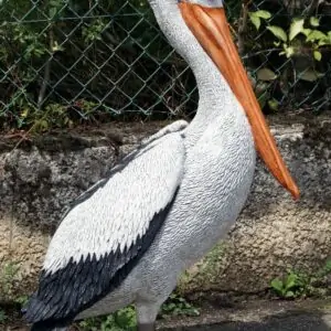 Pelican, moulage résine grandeur nature