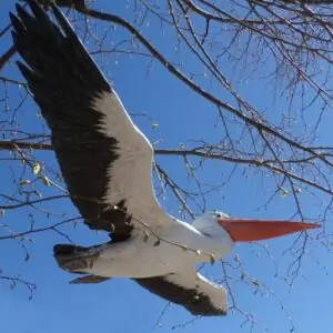 Pélican en vol, bel oiseau aux ailes déployées, grande envergure